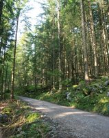 zum Soinsee geht es ber einen Forstweg