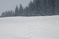 Abfahrtsspur Riesenkopfalm