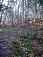 Anfang des steilen Wegs im Wald