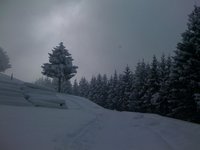 Auf 1042 Meter verlsst man den Wald und geht hier den Weg hinter den Baumstmmen