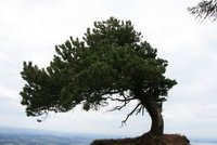 Baum am Grat der Gederer Wand