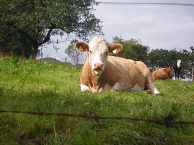 Kuh bei Derndorf