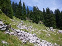 Hang oberhalb des Weges zur Hochsalwand