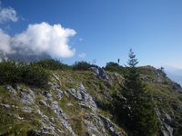 Baumkartenkpfl oder auch Brennender Palven genannt