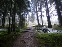 Im Wald kurz vor dem Gipfel