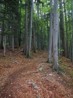 Der Aufstieg zum Geierstein verluft wie hier meist im dichten Wald