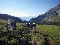 Kuh oberhalb der Zireiner Alm