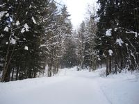 Aufstieg im Wald