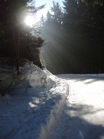 Aufstieg im Wald