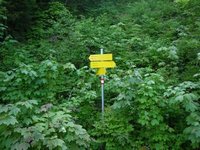 Weg zwischen Schoier-Alm und Brnnsteinhaus