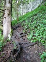 Weg zwischen Schoier-Alm und Brnnsteinhaus