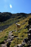 Tierischer Gegenverkehr auf den letzten Metern