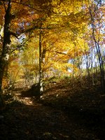 Herbst Laubwald Wagnerberg